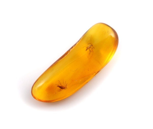 Natural Baltic  Amber  - cognac - 2 INSECT -22x8mm - Unique collectable - midge/mosquito