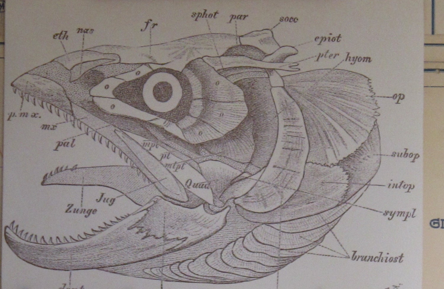 Natural History Fish Print