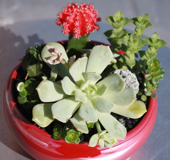 Euphoria Succulent Dish Garden w/Jeweled Pine Cone by vickiri