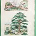 NATURAL HISTORY 1-2. Cebrio beetles, 3. Land salamander, 4. Cedar tree - 1836 H/C Color Antique Print