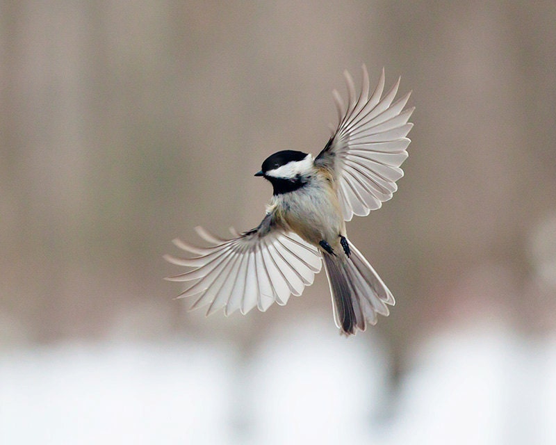 Bird photography:The Art of Staying Aloft No. 5 Chickadee (Poecile atricapillus)