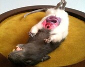 Taxidermy Dissection Rat On Wooden Stand