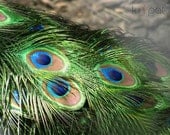 50 Peacock Feather Wholesale, Bulk Craft Feather Sale, For jewelry, costumes, crafting projects, wedding and other special occasions