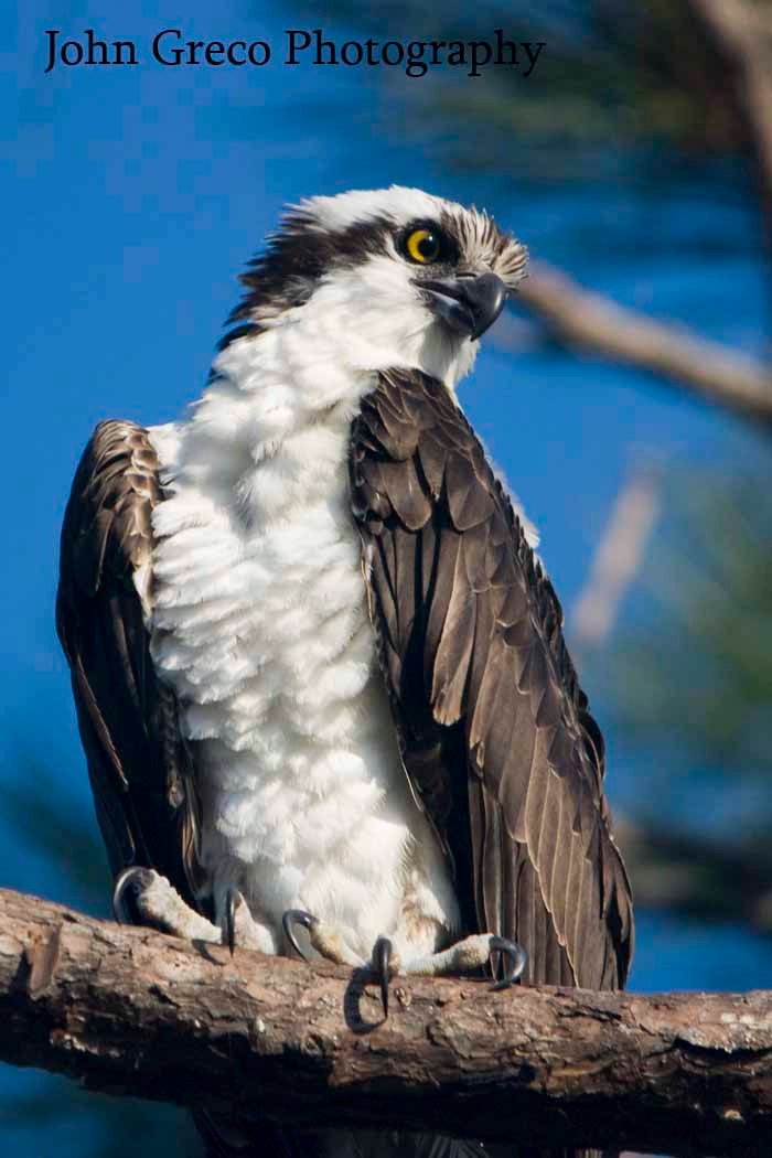 Osprey - Honeymoon Island