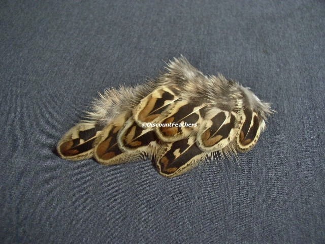 Brown Female Ringneck Pheasant Feathers - 9 pieces