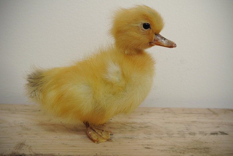 Taxidermy Duckling featured image