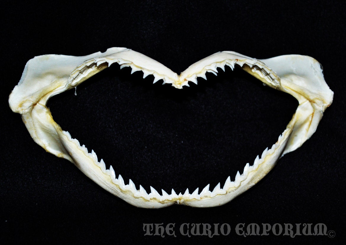 Natural SHARK Jaws 5inch STEAMPUNK Gothic Craft