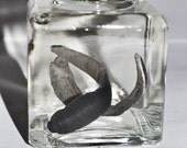 Macabre preserved leeches Specimen Jar  ODDITIES