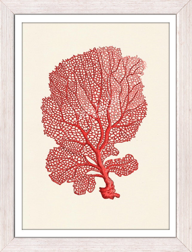 Sea fan coral no.03 - sea life print-Marine  sea life illustration A4 print