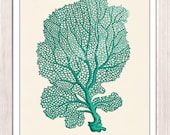 Sea fan coral no.05 - sea life print-Marine  sea life illustration A4 print