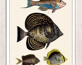 Wall decor poster Vintage  fishes no.02- Sea fish collage- sea life print-Marine  sea life illustration A4 print