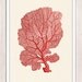 Sea fan coral no.03 - sea life print-Marine  sea life illustration A4 print