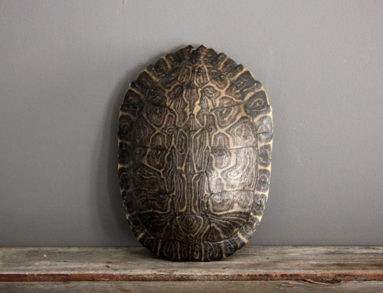 Natural Turtle Shell
