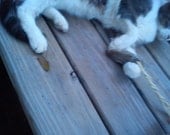 Coconut Cat Toy