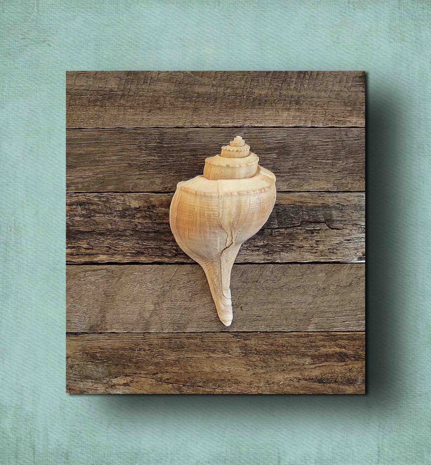 Beach Decor on driftwood for Coastal Decor. Channel Whelk