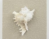 Beach Decor on Driftwood Panel for Coastal Wall Decor White Murex
