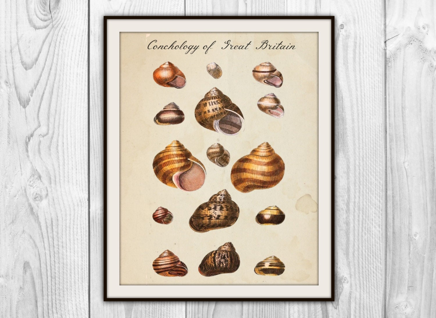 Vintage Sea Life Sea Shells Art Print - Scientific Illustration - Sea Shell Specimen Chart