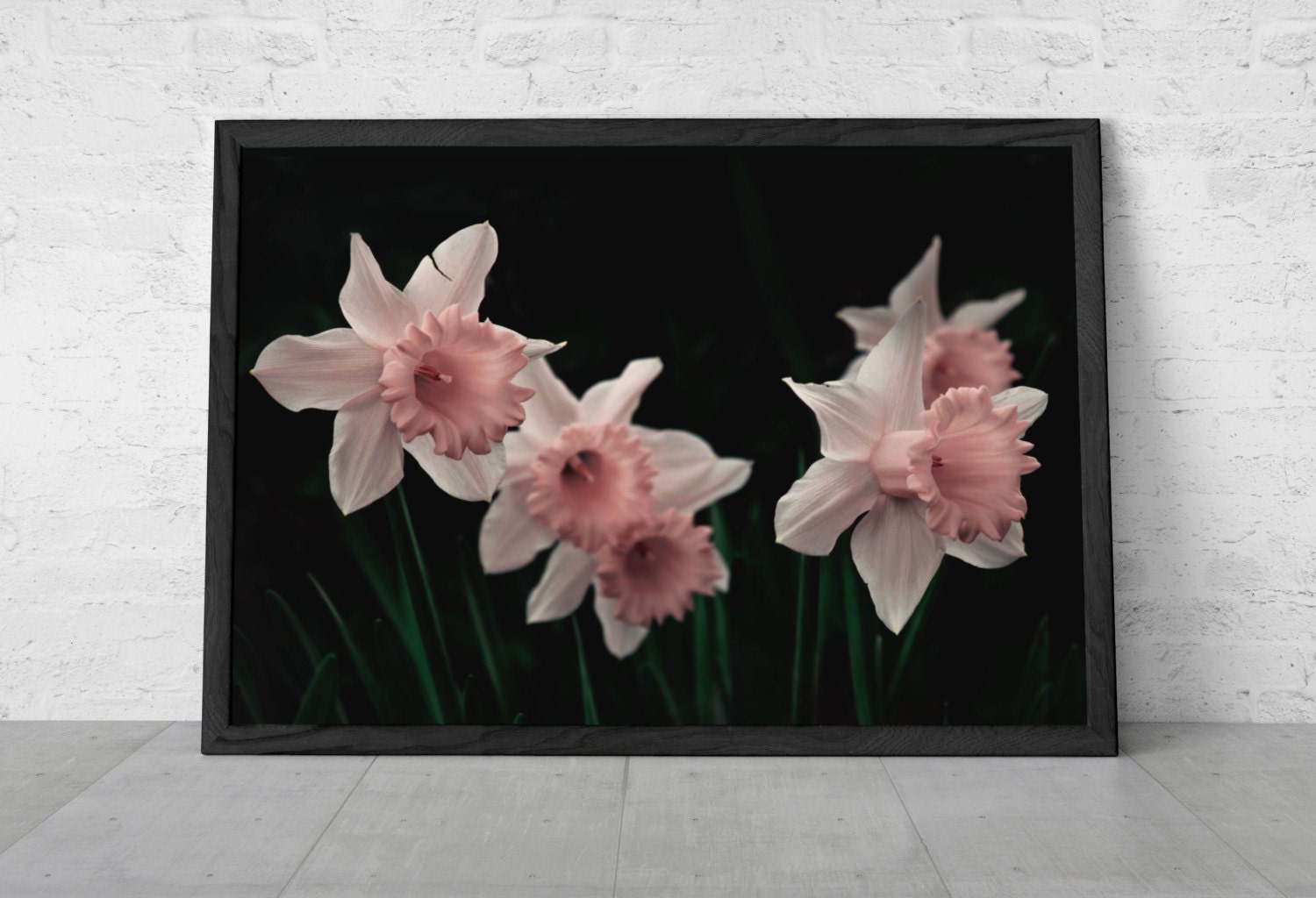 Flower Photography Spring Daffodil Wall Art Prints Nature Photography White Pink