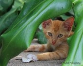 A Cute Male Tabby in the Shade of a Plant. Fine Art Lustre 8 x 10" Print