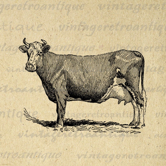 Digital Graphic Antique Cow Printable Farm Animal Download Illustrated Image Vintage Clip Art for Transfers etc HQ 300dpi No.3164