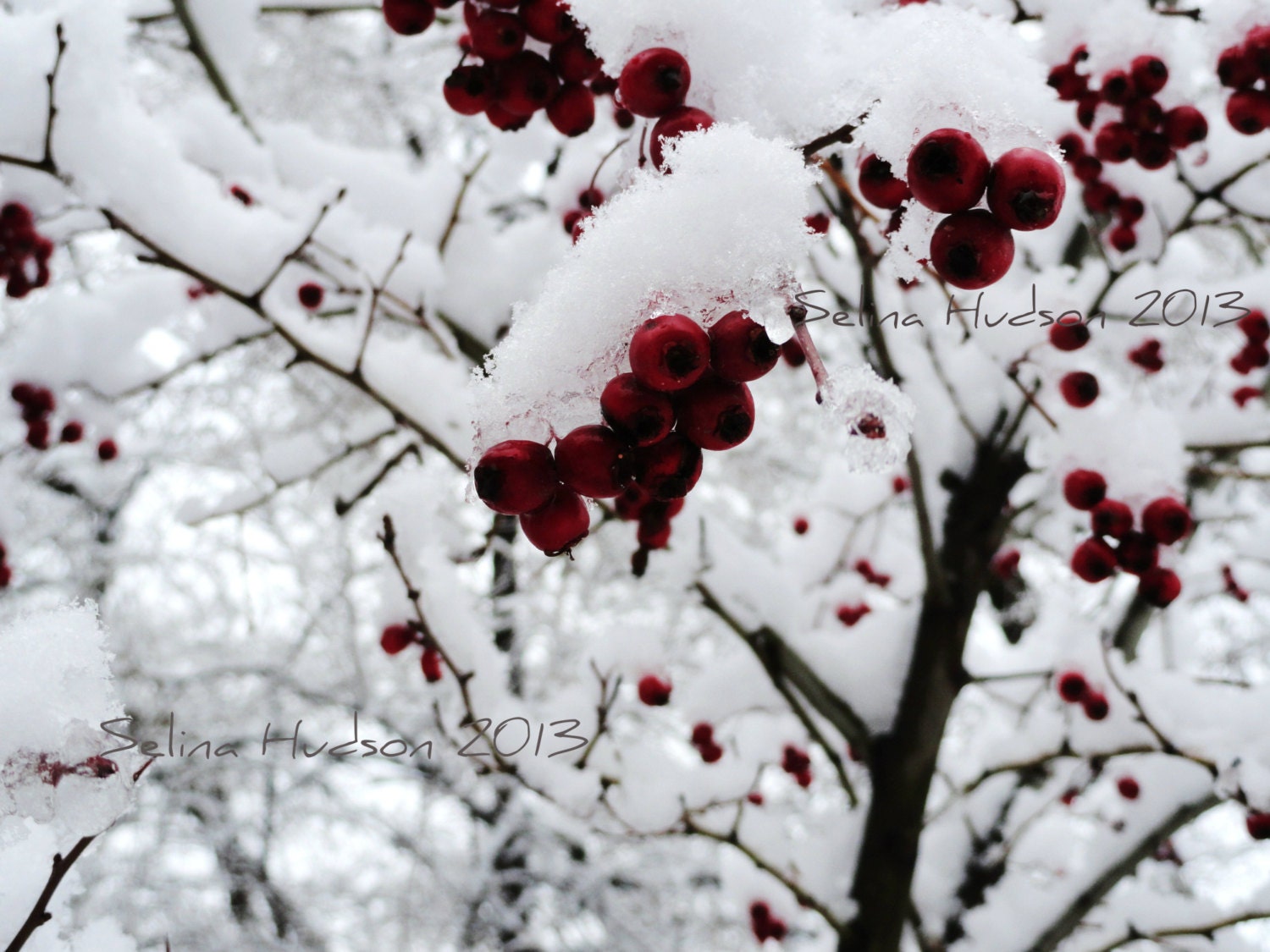 Beautiful,snow berries photo - 8 x 10 frame Print Art Photography