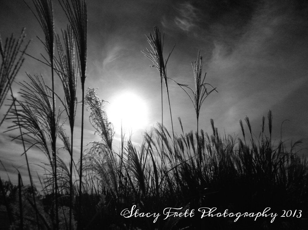 8X10 Fine Art Black and White Home Decor Photograph of a Field