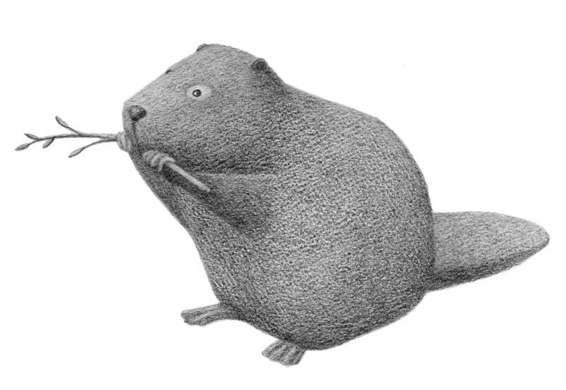 Beaver with a Twig - 4x6 fine art print - Animal art