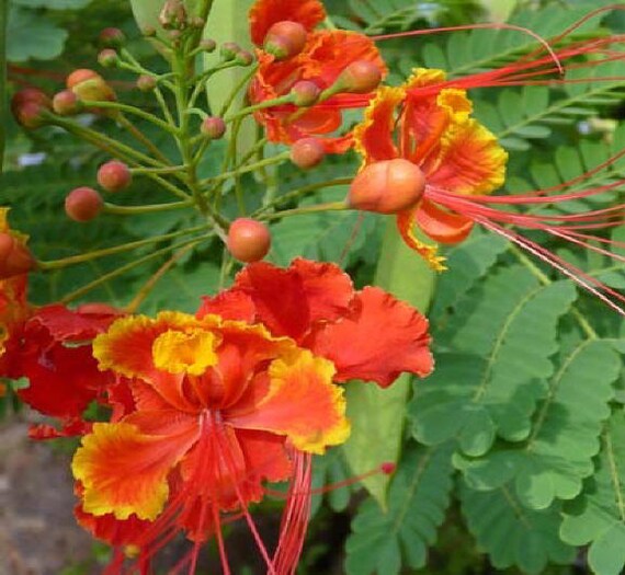 Pride of Barbados Tropical Seeds Caesalpinia by SERENDIPITYLN