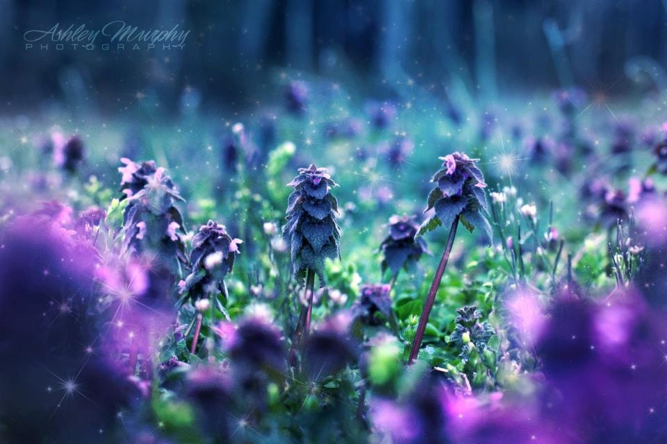 Wildflower, Nature Photo, Fine Art Photography, Purple Blue Green Photo, Dreamy Photo, Spring Summer Photo, Magical, Fairys in the Meadow