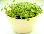 Windowsill Garden in Retro 1950s Diner Soup Cup - DIY Organic Microgreens Kit in Vintage Ceramic Planter