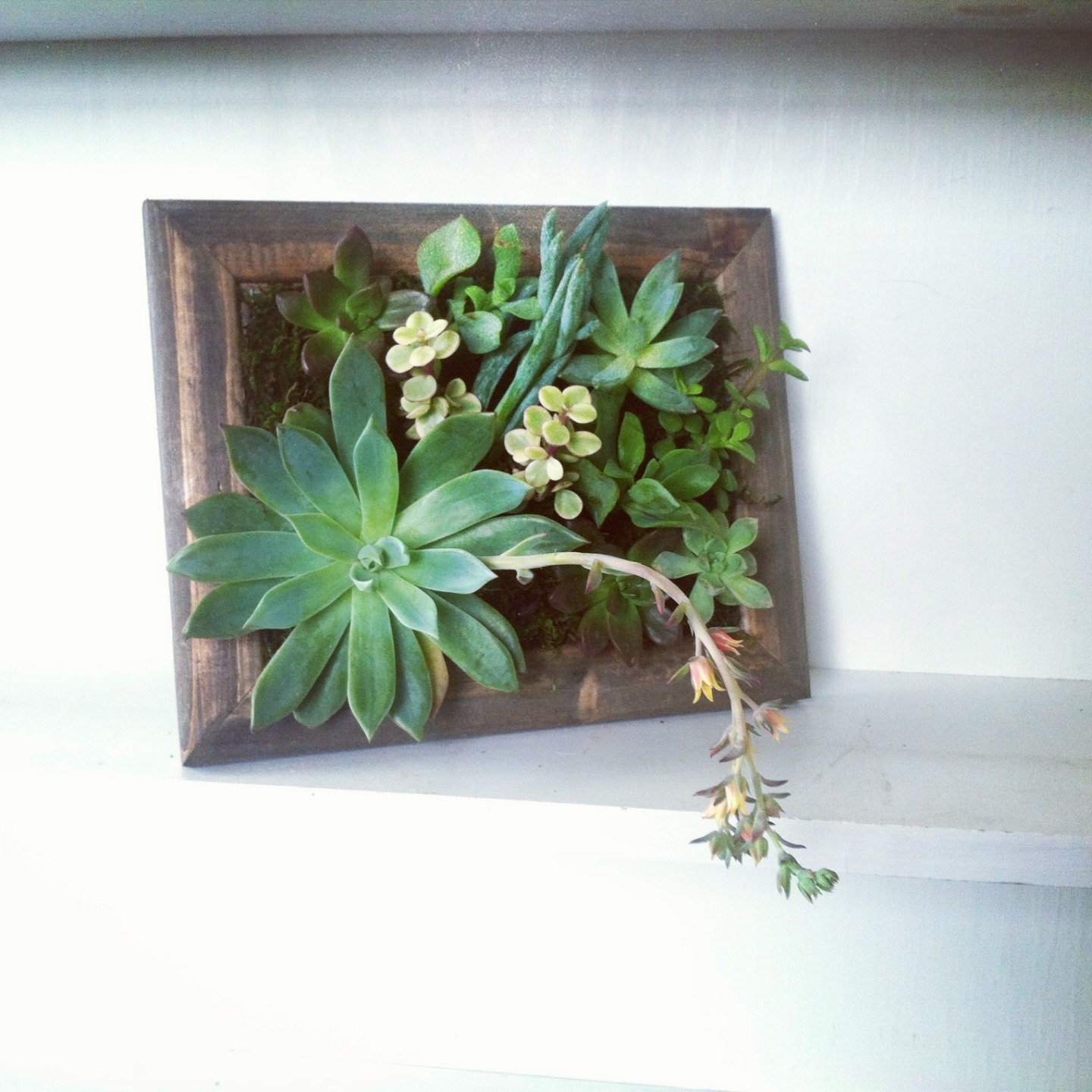8x10 Vertical Succulent Garden, Vertical Succulent Planter, Living Wall