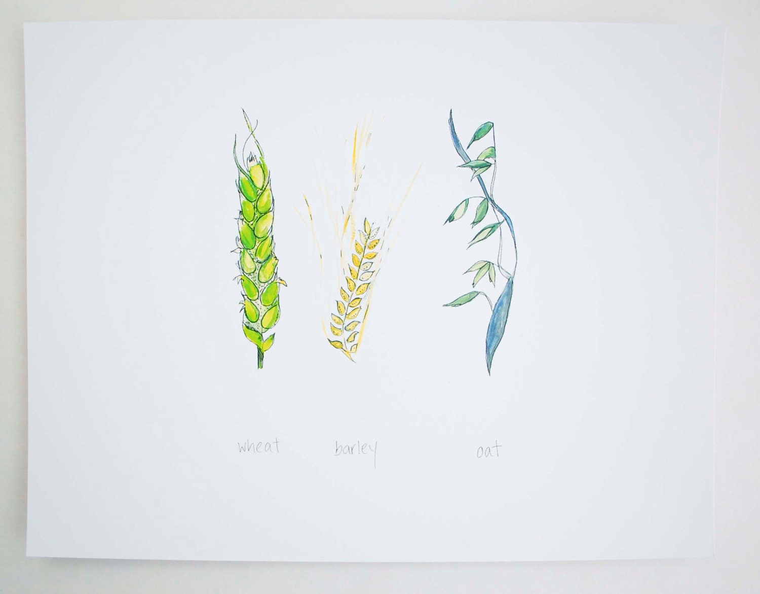 Grains - Archival Print - Original Watercolour and Gouache Illustration