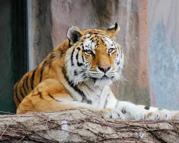 Tiger 8x10 photo print - nature photography zoo animal picture widlife big cat photos fine art home decor
