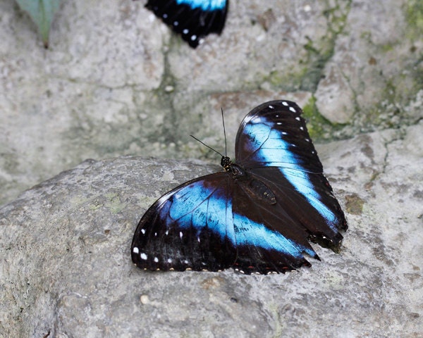 Morpho Butterfly 8x10 photo print - nature photography blue butterflies colorful art 5x7 8x8 8x12 wall decor