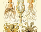Octopus Vintage prints old prints Nautical art print Ocean Decor Natural History Victorian art antique prints nature print 8x10 art print