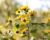 Summer Daisy - Daisy Collection Three - Nature Photography - 8x10 Art Print