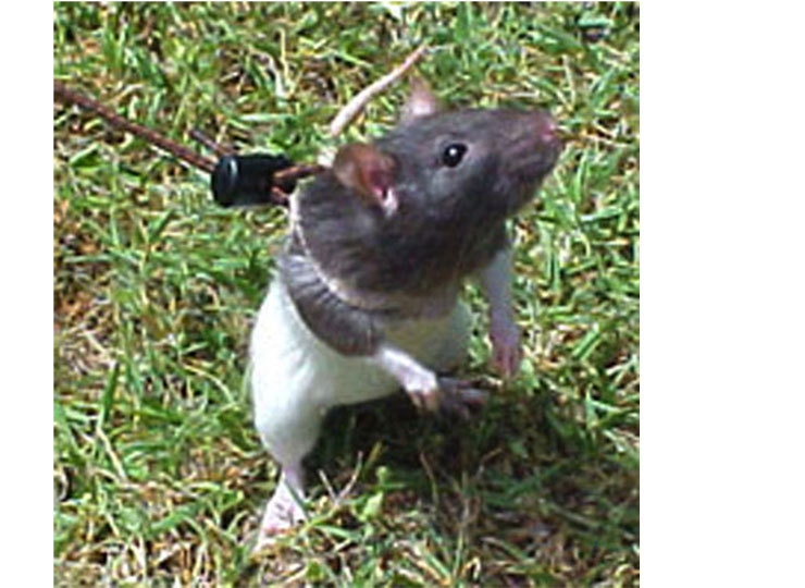 Slip-Proof Rat Harness