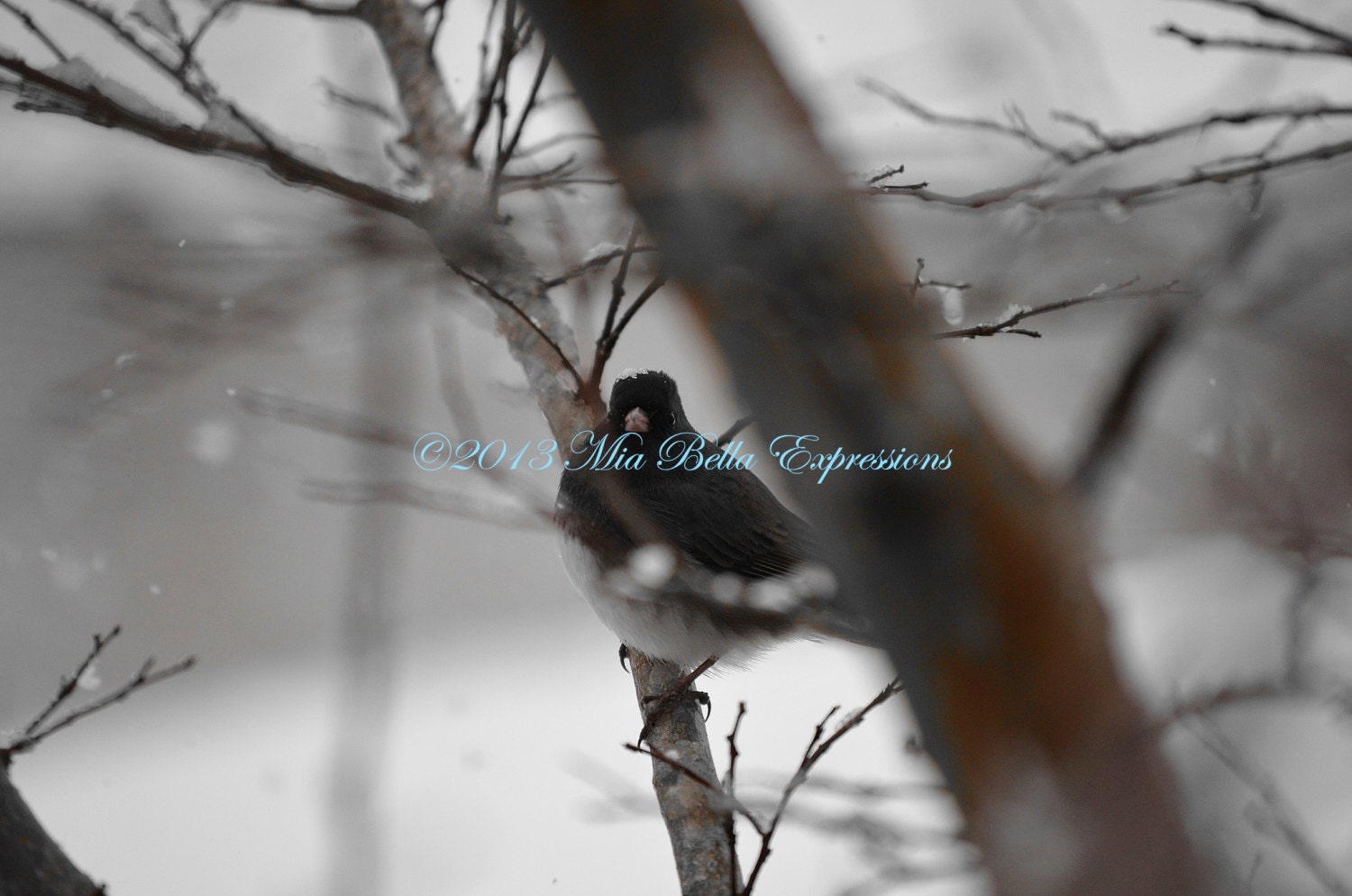 Just a Splash of Snow, Bird Photography, and Fine Art