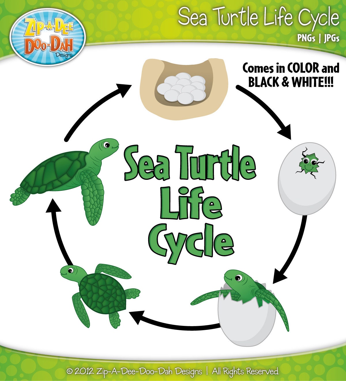 Sea Turtle Life Cycle Clipart Set Includes By Zipadeedoodahdesign