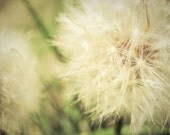 Nature Photography, Flower Photography, Home DÃ©cor, Fine Art Photograph, Dandelion, Aster, Seed, White, 8x10 - notesfromthefield