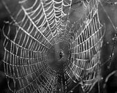 Spider, Spider Web, Photo of Spider, Photo of Spider Web, Black and White Photo, Large Spider, Spider Web in the Morning, Spider Art Photo - ChuckGluchPhotoArt