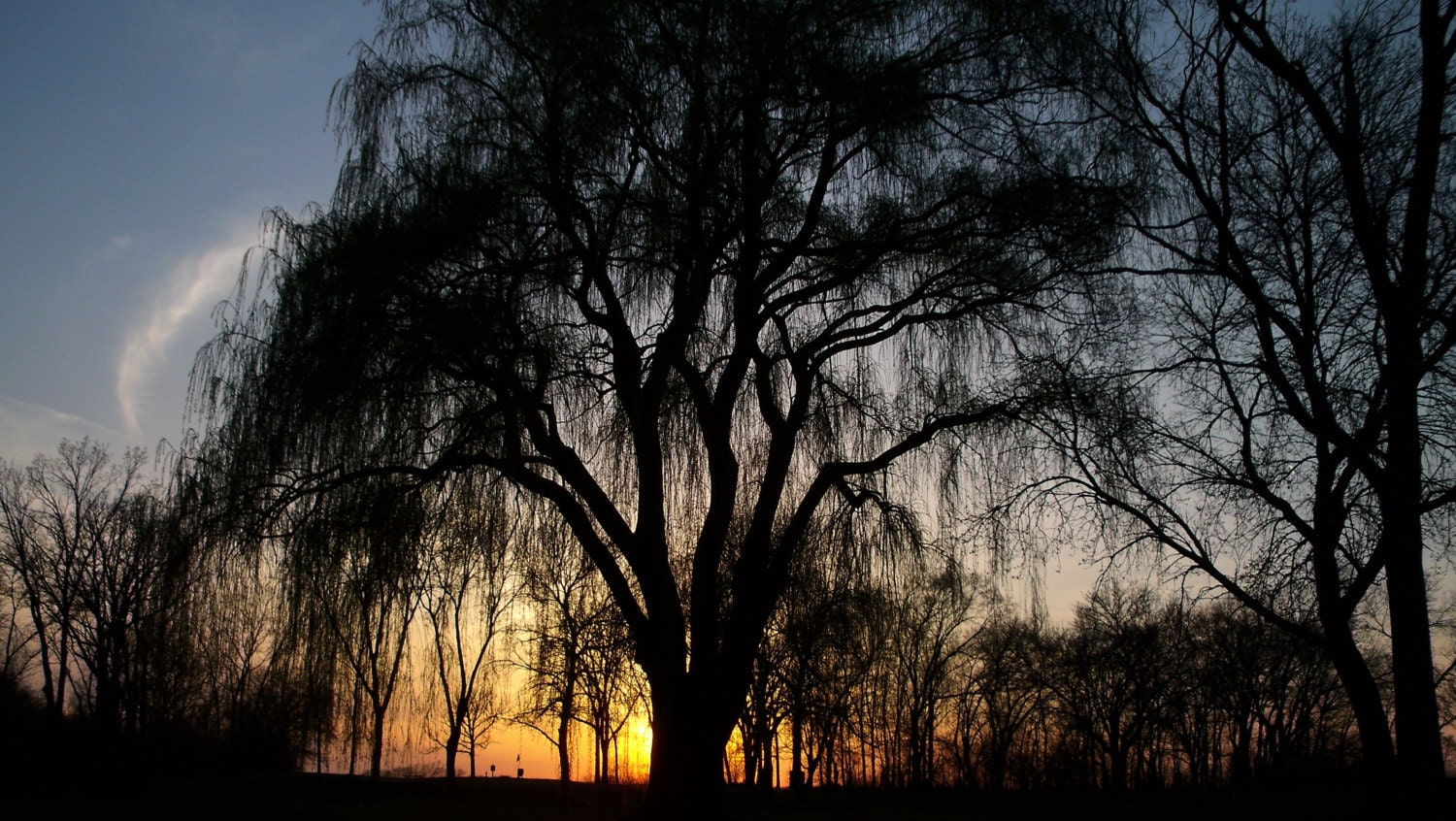 Sunset through a Weeping Willow
