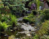 16x20, 1 1/2" deep gallery wrap canvas print.  Crystal Springs Rhody Garden, Portland Oregon