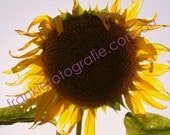 Yellow Sun Flower Happy Day Photograph Digital Download High Resoltion 8 x10 Image Wall Art DIY Printing