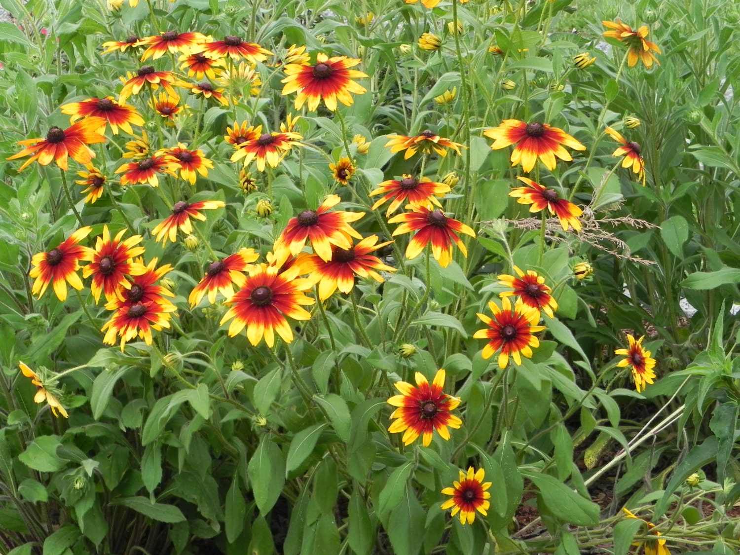 Gloriosa Daisy s 500 HEIRLOOM Seed  Brown-eyed Susan Rudbeckia hirta, Organic Grown