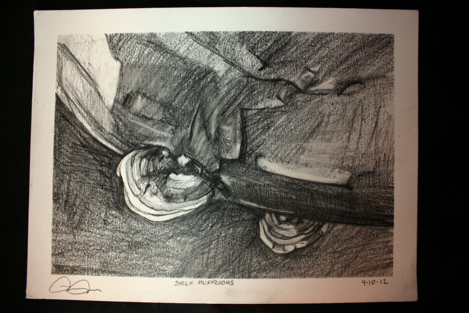 Nature graphite pencil drawing on paper of shelf mushrooms abstract fungi-Alla prima, Plein air