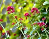 Flower Photography - Pink green photo spring wall art prints nature photography - 5x7 photography