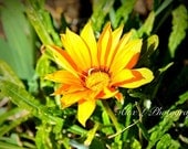 Flower Photography - orange wall art - orange yellow green spring art prints floral decor fine art - 5x7 Photograph,