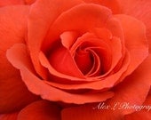 Rose Photography - flower wall art - red spring autumn art prints flower decor fine art - 8x10 Photograph