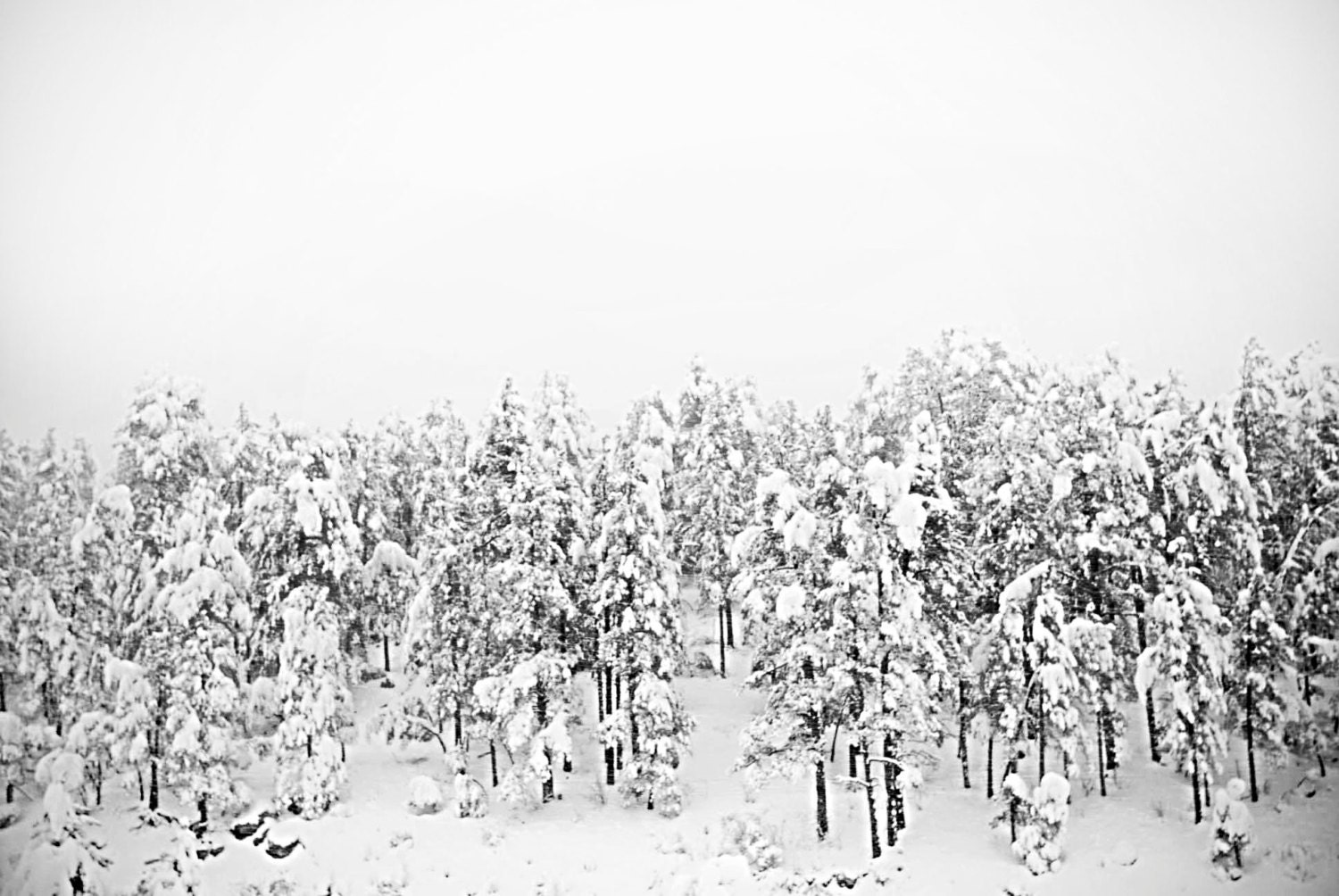 Winter landscape photograph of trees in the mountains - gallery wrap fine art photo